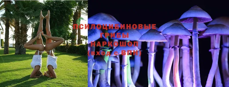 купить наркотик  mega ТОР  Галлюциногенные грибы Psilocybe  Орёл 